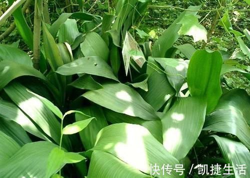 天凉了,室内养上几种花,耐阴又好养,随便养养越长越美!