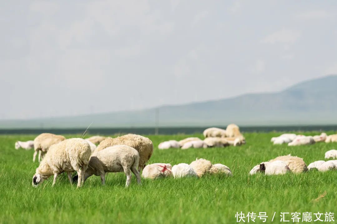 蒙古族|夏天的内蒙古草原，究竟有多美？