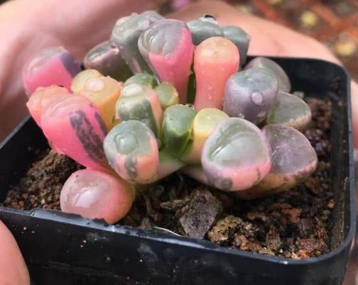 多肉五十铃玉怎么养教你3个小妙招,养出晶莹剔透的五十铃玉