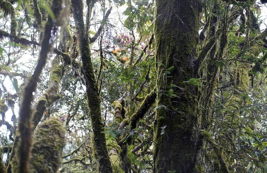 红豆杉|树龄超500年！云南昌宁发现一株云南野生红豆杉