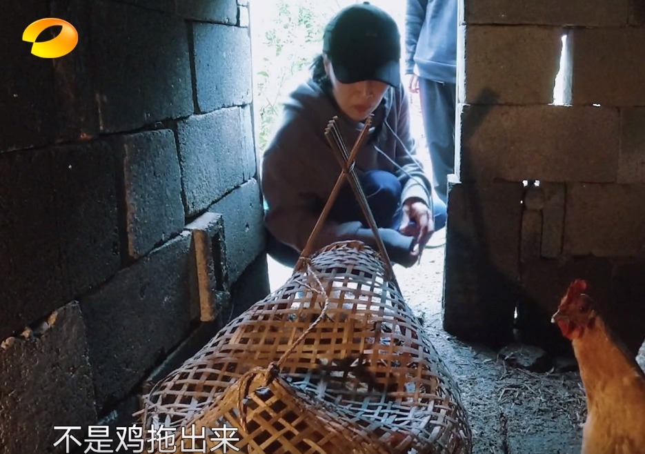 干活|蘑菇屋种树, 那英随口一句话是对陈赫李诞的最大讽刺!