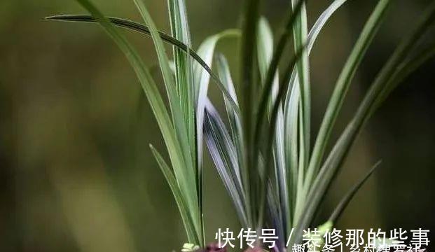 兰花一直养不壮？而且难开花？这些原因如何处理？教你一个小技巧