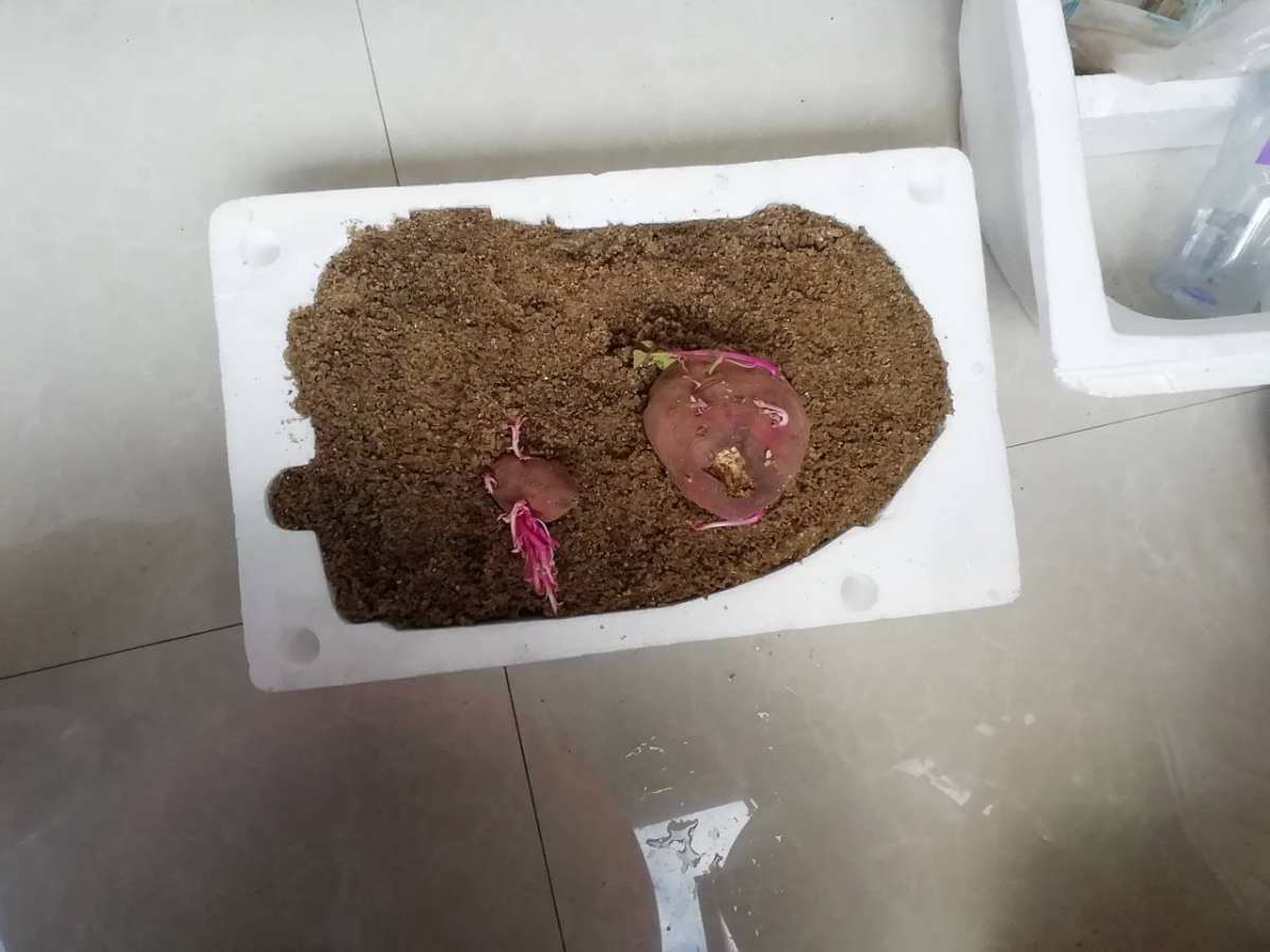 山泥|养花选土是关键,选对了这几种土,养啥啥爆盆!