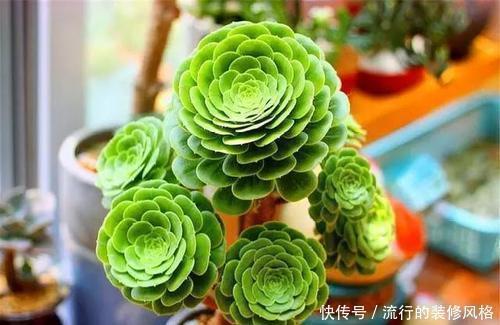 养分|单头多肉如何变多头?最简单的打开方式,新手也会!