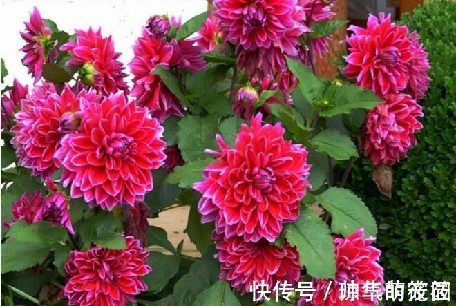 花瓣|这几款小花容易爆盆,花开一茬接一茬,美艳绝伦,惊艳如花球