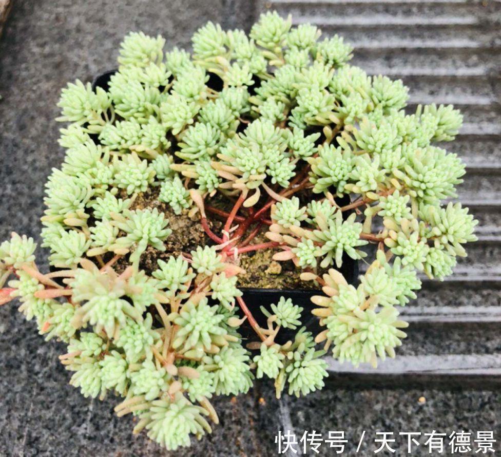 多肉狠心剃个头,呼呼长满小肉芽,20天就爆盆