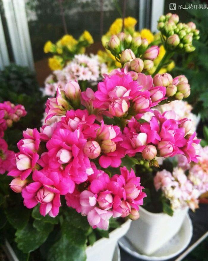 茶花|天气冷,六种花要干养,少水多晒才健壮,养成老桩更旺家