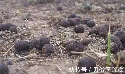 蟹爪兰长势差，不开花，2种促花肥扔盆里，轻松开花爆盆