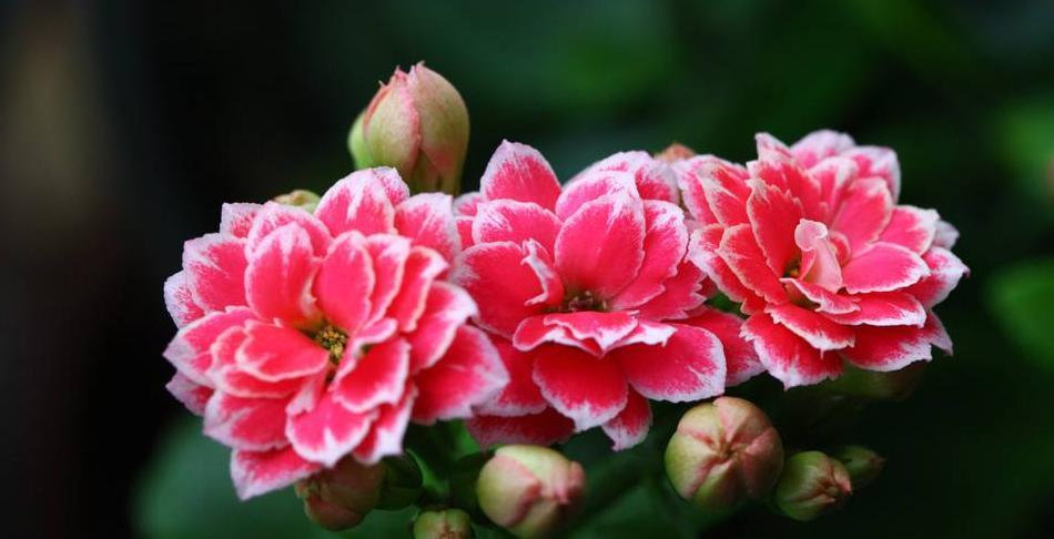 花色|长寿花开败后，找对“位置”猛剪一刀，第二次开花更旺盛！