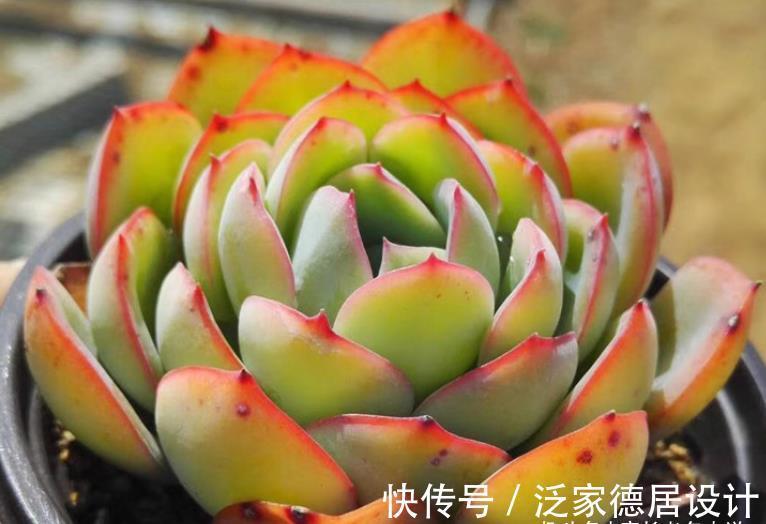 颗粒|平常翠翠红红，出状态之后妖妖艳艳，这种多肉名字还好听，叫晨露