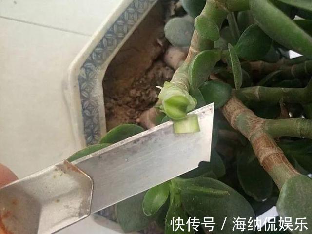 长寿|养花10年，他的长寿花1棵开3种颜色，方法3分钟就学会