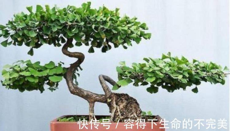 银杏树|4种花很好养，花开酷似一盏盏红灯笼，养在哪里都爆盆，惹人喜爱