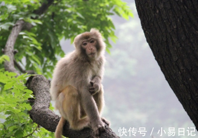 财气|进入年底，有财神眷顾，3生肖机缘在握，财气当头，梦想如愿以偿