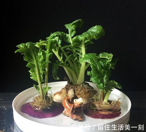 5种吃剩的菜根别丢，种出漂亮的小盆栽，不花一分钱，比花还漂亮！