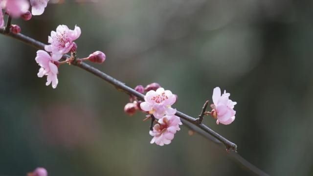 中年|粉哒哒的超山美人梅压轴登场！过了这个“春”，再“梅”这个景