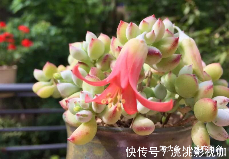 秋季养多肉可以淋雨吗有优点有缺点，做对“一点”，长成小胖子