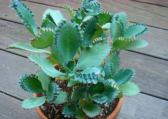 这两种花遇水就长，不注意会闹出“大问题”，养花达人都“慎”养