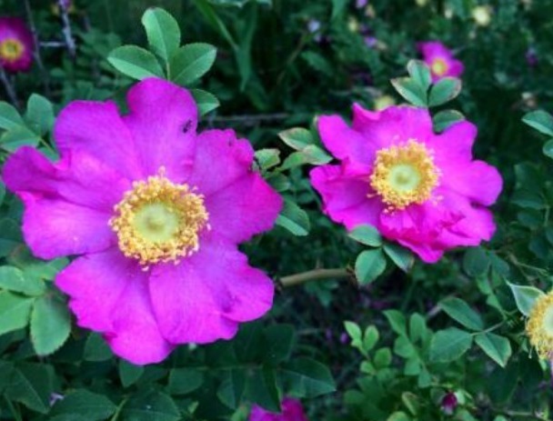 此花花色艳丽，犹如穿着紫红色裙子的少女娇姿欲滴，十分美艳动人