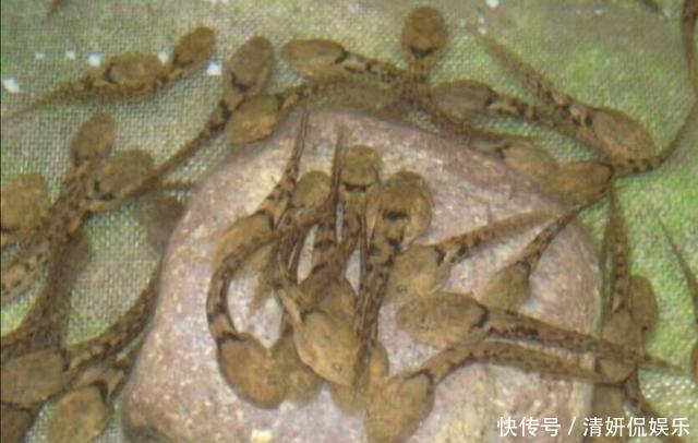 野生奇珍稀有动物——棘胸蛙,是空谷幽境深涧溪流之中的活体人参