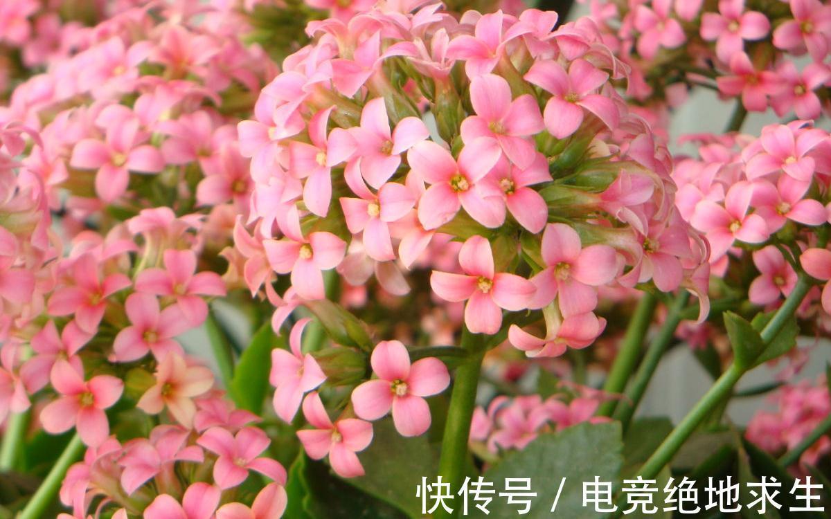 光照|买盆长寿花送长辈吧，分享我养长寿花的经验，很实用