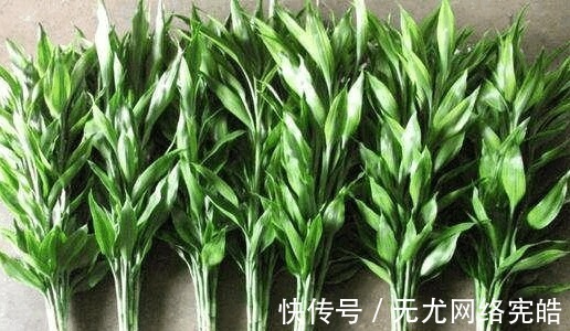 邻居|富贵竹总是养不活, 看到邻居家才发现自己方法错了