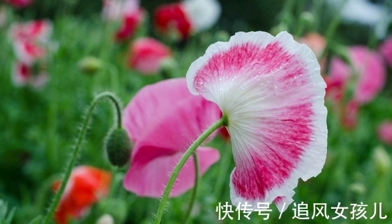 农历九月初九寒露后,养什么花?以下3种花,健康长寿幸福一生