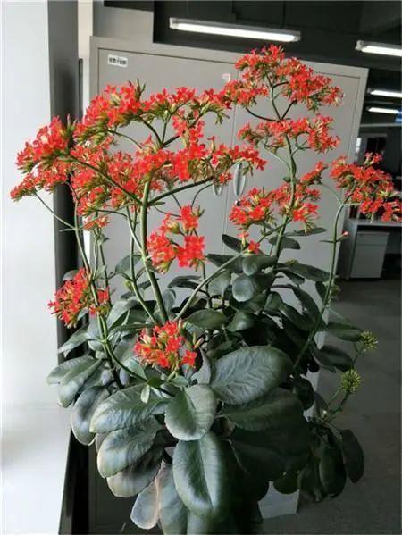 长寿花|1米8的长寿老桩,狠心砍光了,半月重新长一堆!