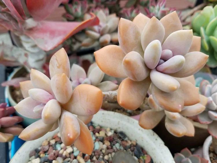 养肉三年，分享养肉经验，谈谈适合逆开挂区的多肉！