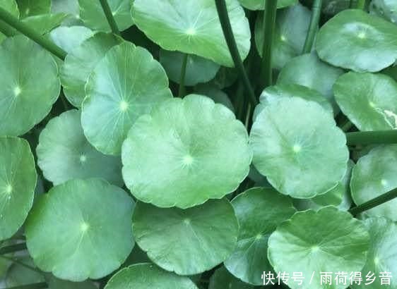 铜钱草总是养不好,自从学了这几招,叶子长得巴掌大!