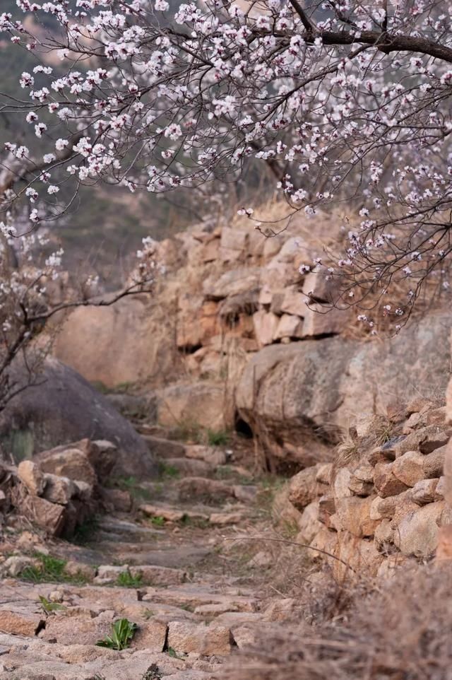 杏花|背靠五莲山！久负赏花盛名，今日一见确实惊叹