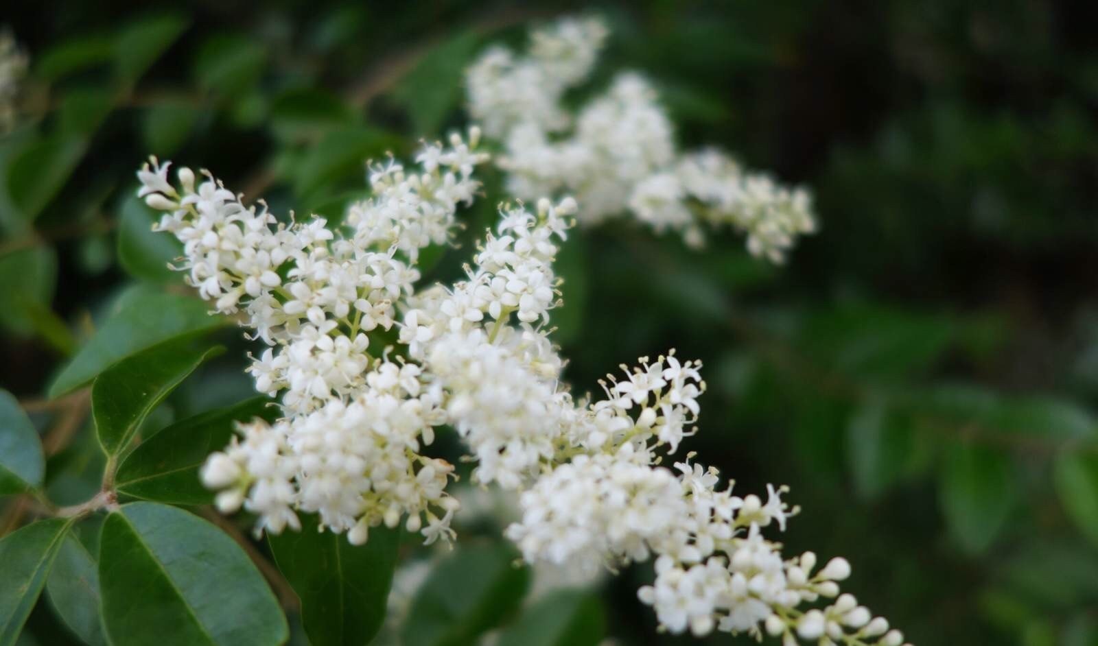 不会养米兰花，学会“3招”后生长旺，枝叶茂密开花“爆盆”