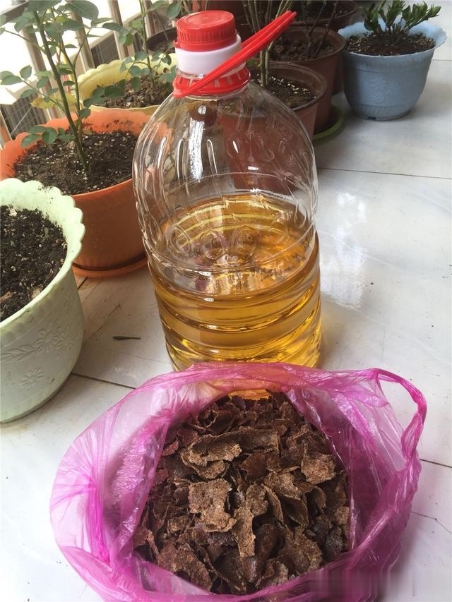君子兰最爱“3种肥”,很好找,10天追一次肥,入秋开花翻一倍