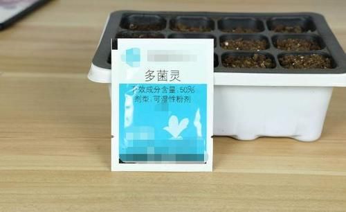 植物水培养不活，总黄叶烂根？用上这几样，再无困扰