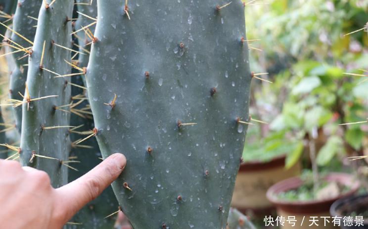 仙人掌如果掌握4个技巧,也能养成“仙人树”,方法很简单