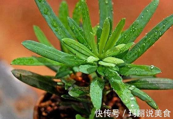 家养罗汉松,世代成富翁,盆景太贵买不起,剪根枝条一插就活。