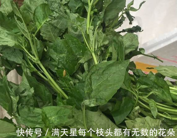 效用|这野菜不过3元1斤，炖汤喝比羊肉还滋补，孩子吃了能预防感冒