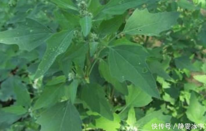 口臭|农村最多的一种野菜，叶子嚼两口能除口臭