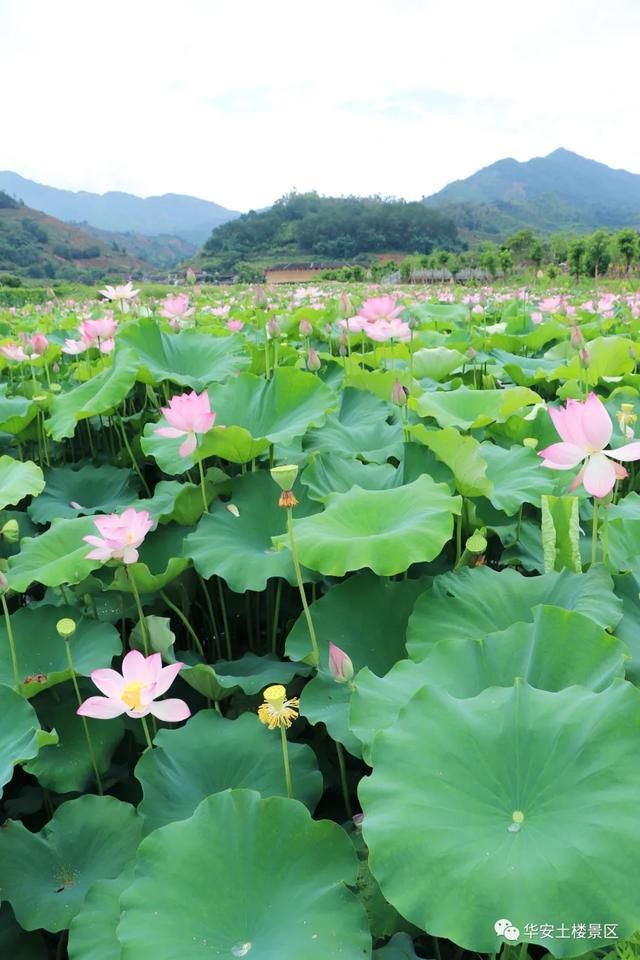 荷花池|荷花、水稻、看云卷云舒，华安土楼的夏天，总有一样打动你