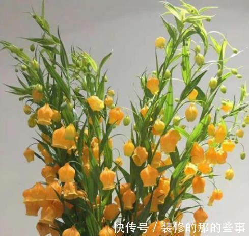 灯笼|国外的圣诞风铃花，我们叫它宫灯百合，掌握技巧，开出串串黄灯笼