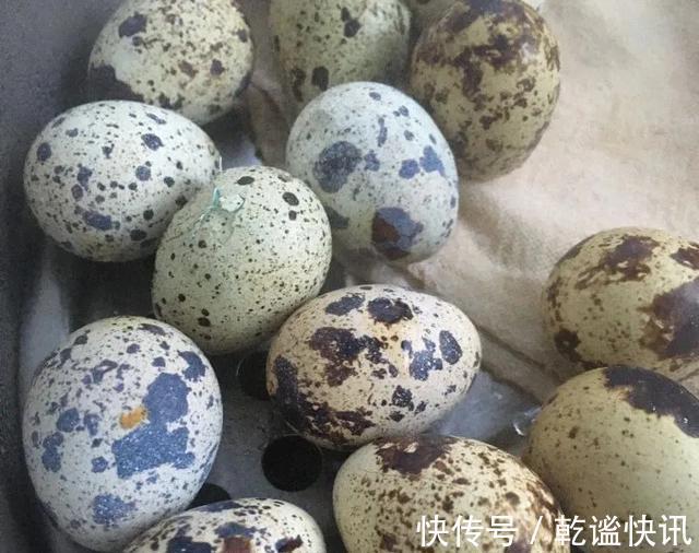 鹌鹑蛋|女人气血不足一定得多吃这道菜,补气益血增强免疫力,好吃又简单