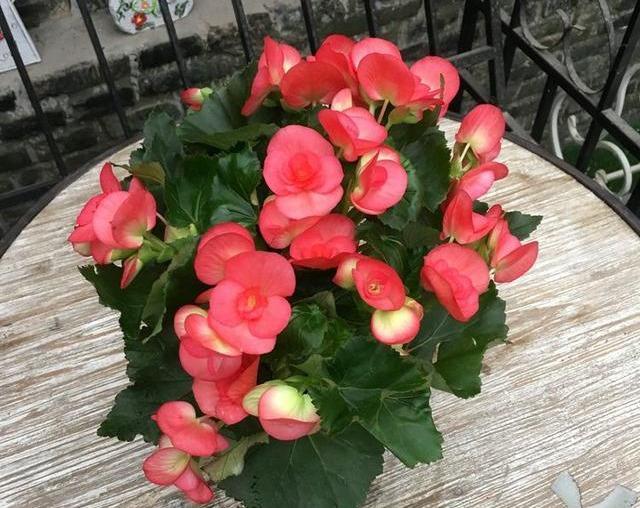 比月季还好看，比茉莉花期长，养盆丽格海棠，一年开花300天