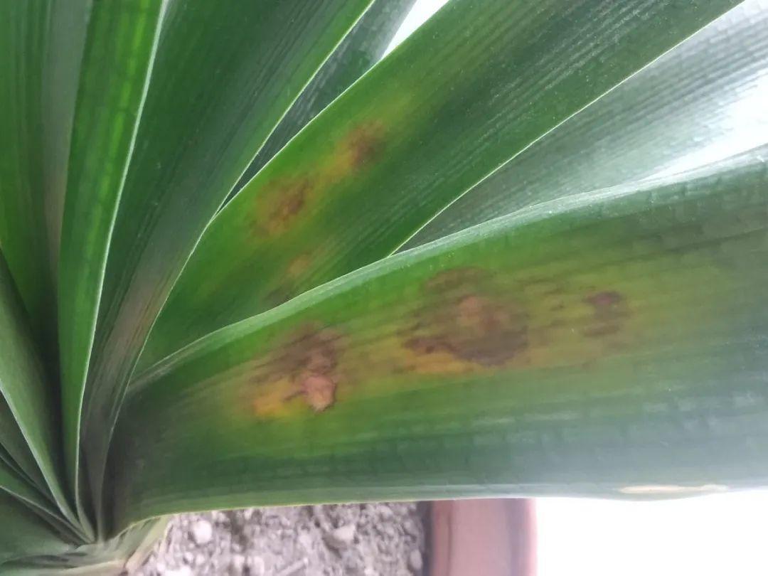 浇水|10种花要控水,天热反而不能浇,一浇水就死