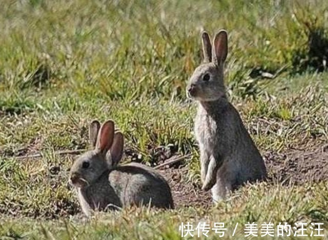 |最嚣张的野兔!蹦跶着去看狼群笑话,接下来得到了教训