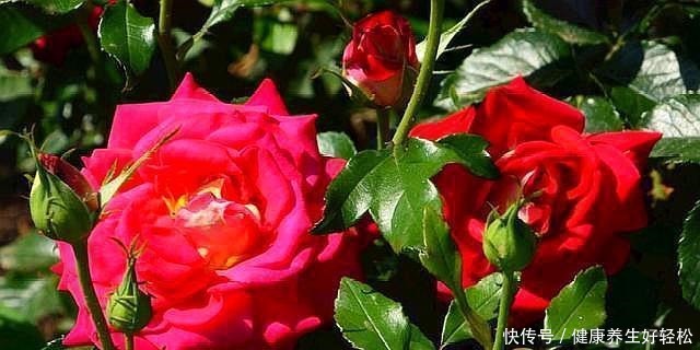 月季花扦插只需要做到这几点就好了,生根发芽超级快!