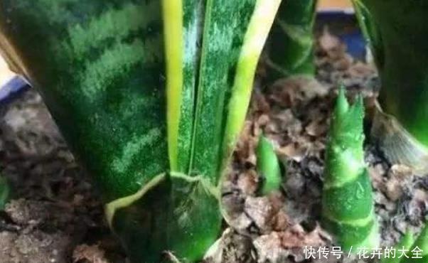 打开虎皮兰这个神秘机关,生长冒芽摁不住,还不知道的赶紧了解