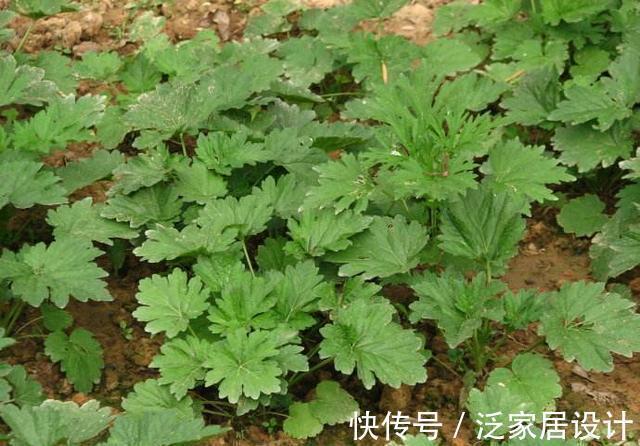 泡水|十个女人九个妇科病，用它泡水喝杀菌消炎，缓解痛经，保养子宫