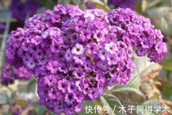 农历7月17号起 最适合养这些花 开花五颜六色 花朵清新优雅 粉紫色