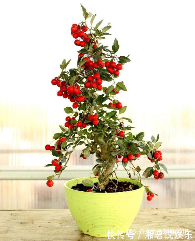 盆栽|8种水果盆栽比花都美，果实多好打理，够一家人吃一年了！