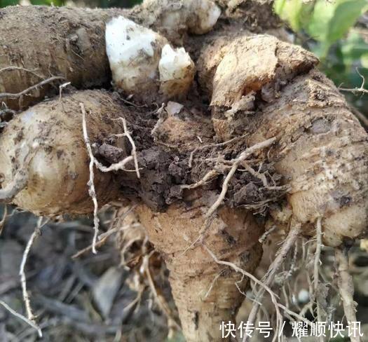 野生植物|这植物的根酷似“人参”,以前农家人总是砍除它,殊不知价值极高