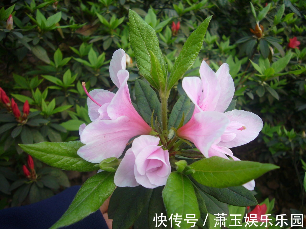 养花试试这几款,多应用在装饰阳台或者室内作为摆设